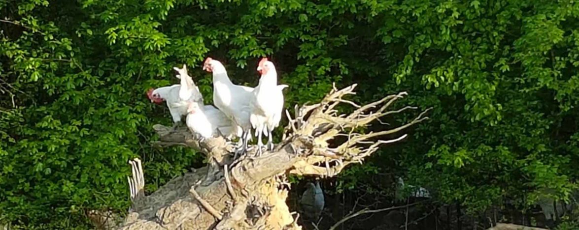 6-bandeau-poulet-@aloïsGury---Les-conteuses-de-Bresse